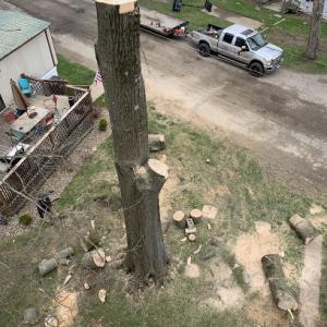 Chompers Tree Service