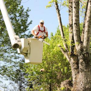 Truesdell Tree & Clearing