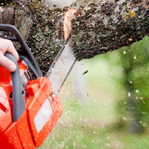 Ledford Tree Service