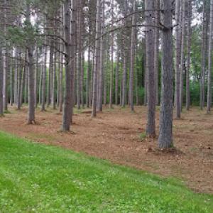 Shred It Mulching Services