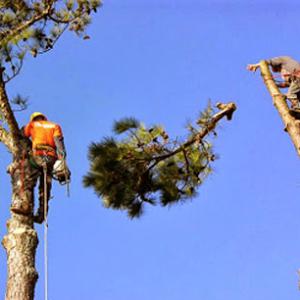 Metro Tree & Stump Service