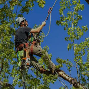 M.C. Professional Tree Service