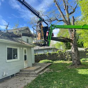 Meyer Tree Care