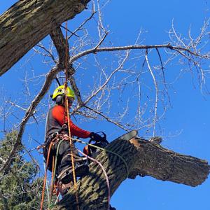 Trapp Tree Service