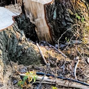 Big Ed's Stump Grinding Service