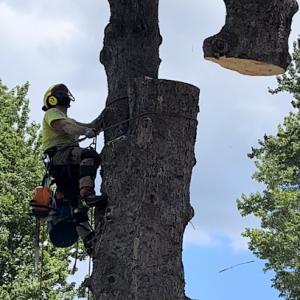 Kucharski Tree Care Professionals