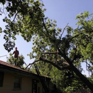 David Williams (ISA Certified Arborist)