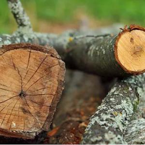 Maranatha Tree Service