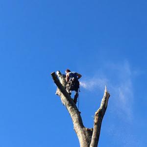 Seymour Tree Care