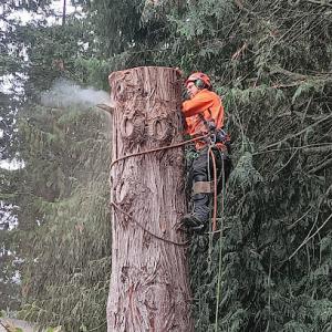 Sky Valley Tree Service