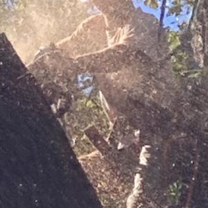 Southern Tree Surgeons