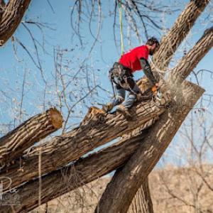 Hummingbird Tree Care