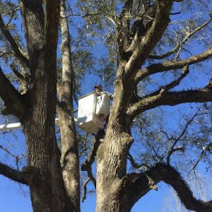 Tarzans Tree Service