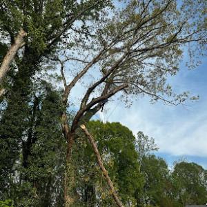 Mayberry Tree Services