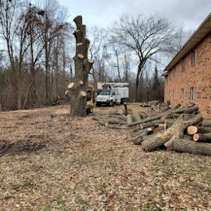 F&K's tree service & stump removal
