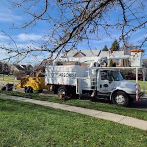 All City Arborist