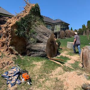 Advanced Stump Removal