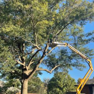Cordell Tree Service