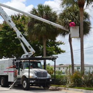 Real Tree Team Naples