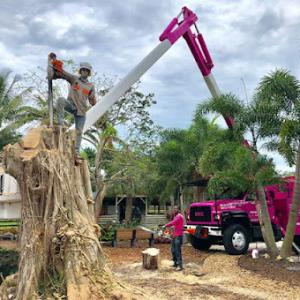 Steves Tree & Landscape Service