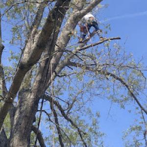 Done Right Tree Service