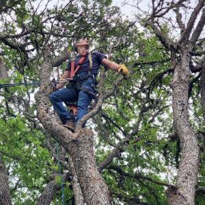 Cooper's Tree Services