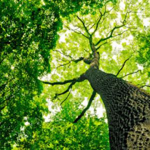 Jesse's Tree Service