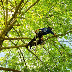 New Leaf Tree Service