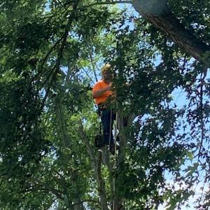 Hollister Tree Service