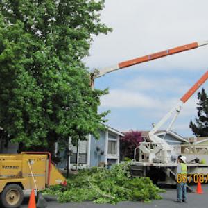 Coastal Tree Services