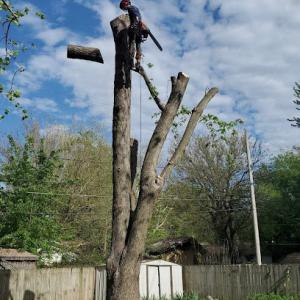 Big Sky Tree Service