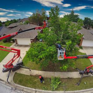 Arbor Image Tree Care