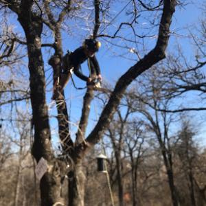 Arbor Pro Rigging Tree Service
