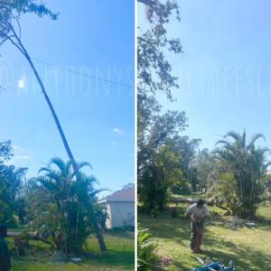 Anthony Stone Landscaping, Tree Trimming, & Removal