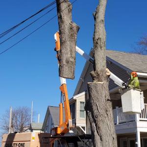 Quality One Tree Service
