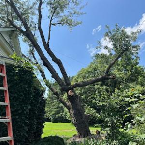 Ormond Beach Tree Removal & Trimming Services, Stump Grinding, Land Clearing, Emergency Tree Care