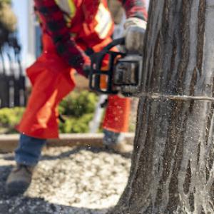 Tree Service Winter Springs