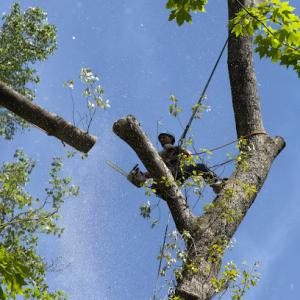 ADM Tree Services
