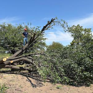 Bowers Tree Service