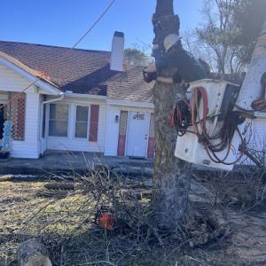 Damien’s Tree Service