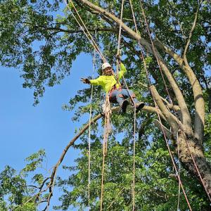 TrueCare Tree Services