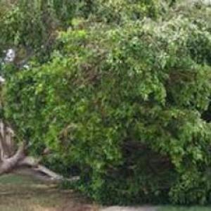 Cutting Edge Tree Services