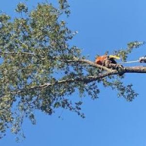 Jose's Tree Service