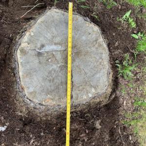 Lake Shore Stump Grinding