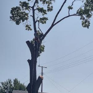 Good Fellers Tree Service