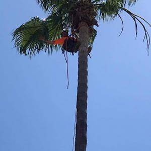 NorCal Affordable Tree service