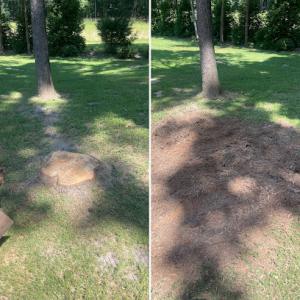 Raleigh Stump Grinding