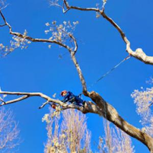 Aspect Tree Care