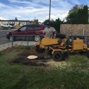 Russell's Artistry in Trees