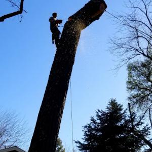 Father & Son Tree Service